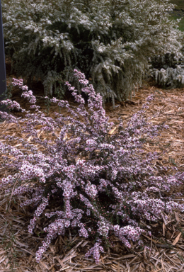 APII jpeg image of Leptospermum 'Pink Cascade'  © contact APII