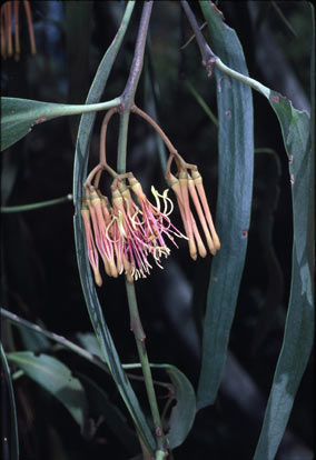 APII jpeg image of Amyema pendula subsp. pendula  © contact APII