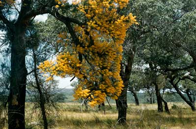 APII jpeg image of Nuytsia floribunda  © contact APII