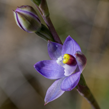 APII jpeg image of Thelymitra batesii  © contact APII