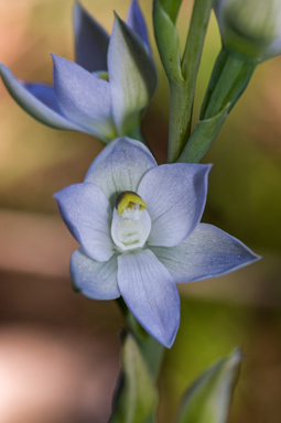 APII jpeg image of Thelymitra pallidiflora  © contact APII