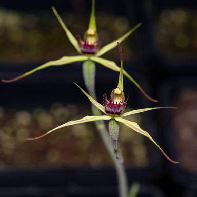 APII jpeg image of Caladenia ancylosa?  © contact APII