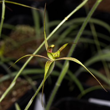 APII jpeg image of Caladenia audasii  © contact APII