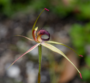 APII jpeg image of Caladenia australis  © contact APII