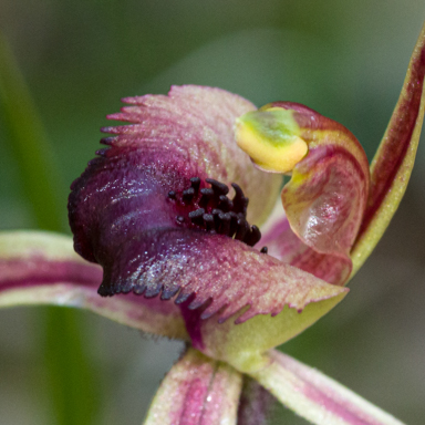 APII jpeg image of Caladenia clavigera  © contact APII