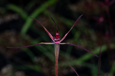 APII jpeg image of Caladenia concolor  © contact APII