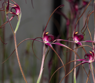 APII jpeg image of Caladenia formosa  © contact APII