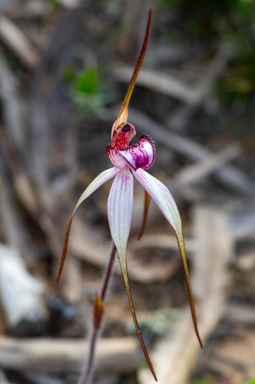 APII jpeg image of Caladenia fulva  © contact APII