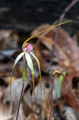 APII jpeg image of Caladenia grampiana?  © contact APII