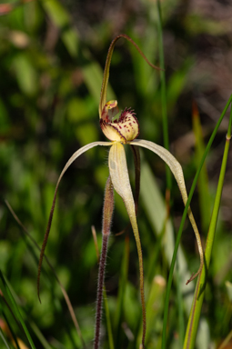 APII jpeg image of Caladenia orientalis?  © contact APII