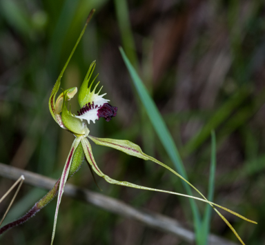 APII jpeg image of Caladenia tentaculata  © contact APII