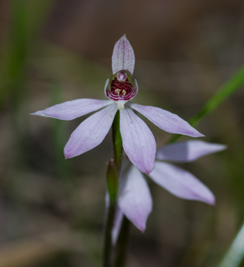 APII jpeg image of Caladenia vulgaris?  © contact APII
