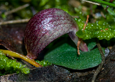APII jpeg image of Corybas aconitiflorus  © contact APII