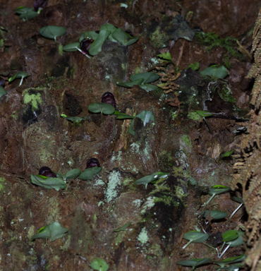 APII jpeg image of Corybas grumulus  © contact APII