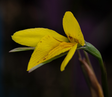 APII jpeg image of Diuris protena  © contact APII