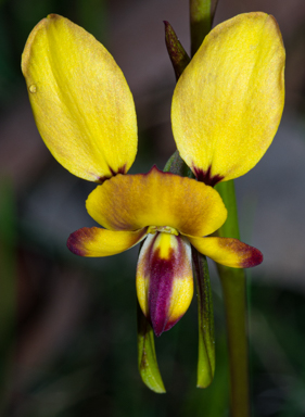 APII jpeg image of Diuris orientis  © contact APII