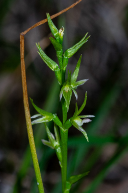 APII jpeg image of Prasophyllum lindleyanum  © contact APII
