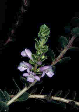 APII jpeg image of Eremophila behriana  © contact APII