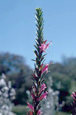 APII jpeg image of Eremophila calorhabdos  © contact APII