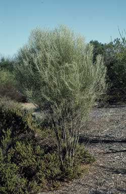 APII jpeg image of Eremophila dalyana  © contact APII