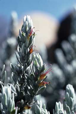 APII jpeg image of Eremophila glabra subsp. albicans  © contact APII