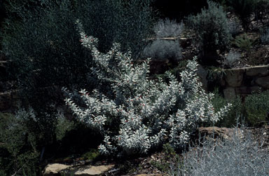 APII jpeg image of Eremophila glabra 'Murchison Magic'  © contact APII