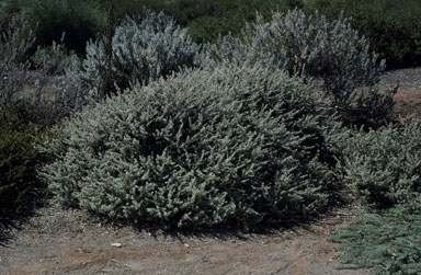 APII jpeg image of Eremophila hillii  © contact APII