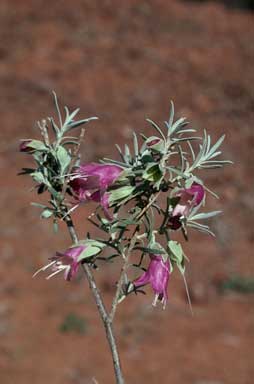 APII jpeg image of Eremophila latrobei subsp. latrobei  © contact APII