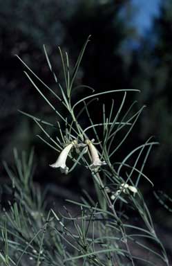 APII jpeg image of Eremophila oppositifolia  © contact APII