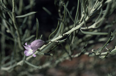 APII jpeg image of Eremophila pantonii  © contact APII