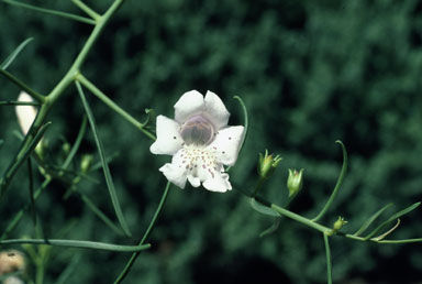 APII jpeg image of Eremophila polyclada  © contact APII