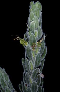 APII jpeg image of Eremophila subfloccosa subsp. subfloccosa  © contact APII