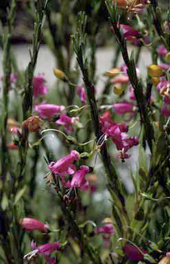 APII jpeg image of Eremophila racemosa  © contact APII