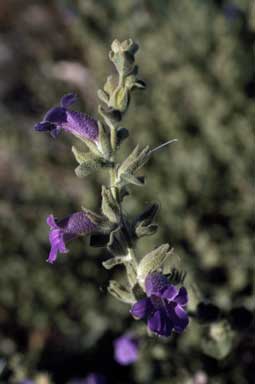 APII jpeg image of Eremophila strongylophylla  © contact APII