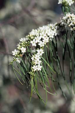 APII jpeg image of Myoporum floribundum  © contact APII