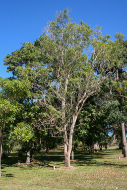 APII jpeg image of Alstonia actinophylla  © contact APII