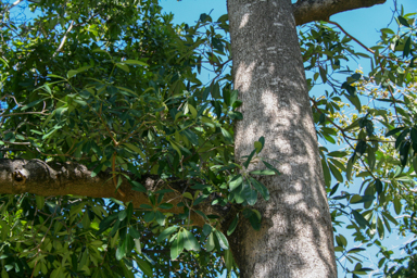 APII jpeg image of Alstonia scholaris  © contact APII