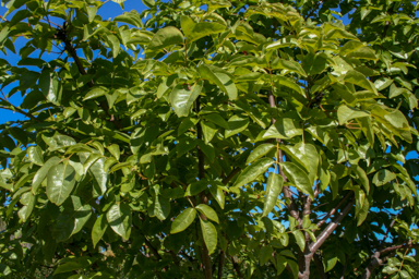 APII jpeg image of Pleiogynium timoriense  © contact APII