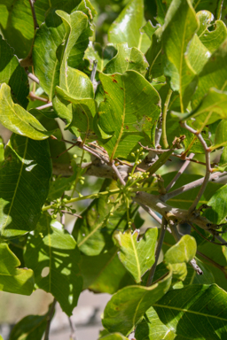APII jpeg image of Cupaniopsis anacardioides  © contact APII