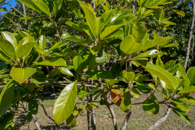 APII jpeg image of Elaeocarpus bancroftii  © contact APII