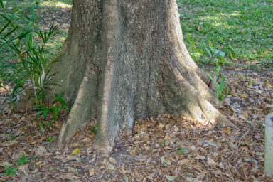 APII jpeg image of Terminalia microcarpa  © contact APII