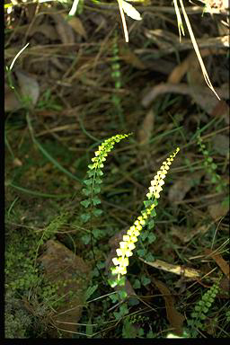 APII jpeg image of Asplenium flabellifolium  © contact APII