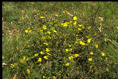 APII jpeg image of Hibbertia obtusifolia  © contact APII