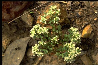 APII jpeg image of Poranthera microphylla  © contact APII