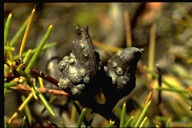 APII jpeg image of Hakea decurrens  © contact APII