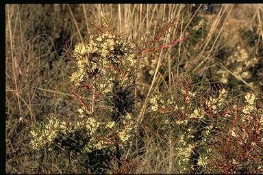 APII jpeg image of Hakea decurrens  © contact APII