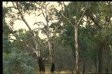 APII jpeg image of Eucalyptus rubida  © contact APII