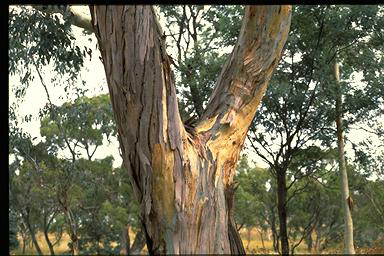 APII jpeg image of Eucalyptus rubida  © contact APII