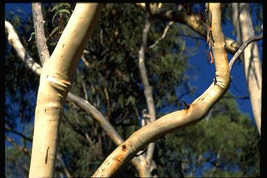 APII jpeg image of Eucalyptus rossii  © contact APII