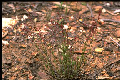 APII jpeg image of Gonocarpus tetragynus  © contact APII